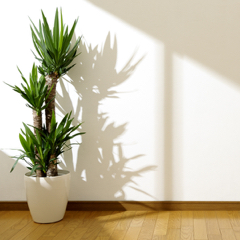 Plant in a sunlit room