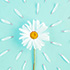 Primavera